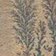 Fossil Mint